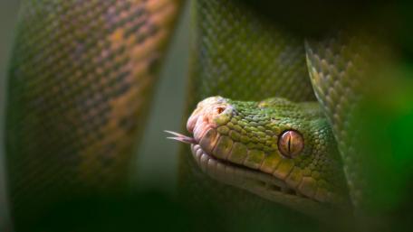 Vibrant Green Snake Amidst Foliage wallpaper