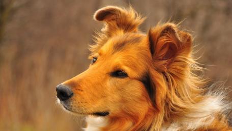 Majestic Canine Portraits wallpaper