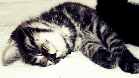 Cozy Dreaming Kitten Wallpaper wallpaper