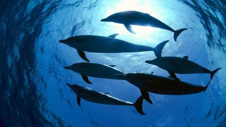 Graceful Dolphins in Blue Waters wallpaper