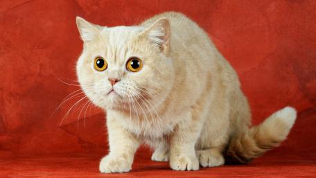 Charming Ginger Cat on Vibrant Background wallpaper