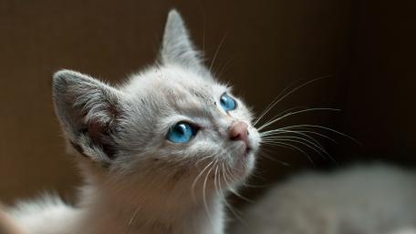 Adorable Kitten with Striking Blue Eyes wallpaper