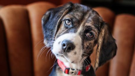 Adorable Dog with Charming Expression wallpaper