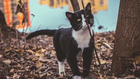 Black and White Cat Amongst Autumn Leaves wallpaper