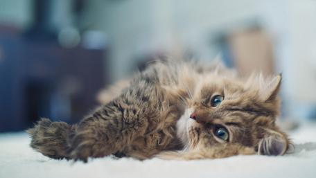 Cozy Cat Relaxation Scene wallpaper