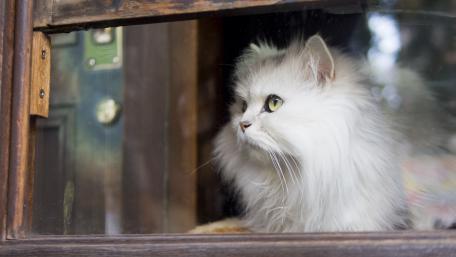 Fluffy Cat Gazing Out a Window wallpaper