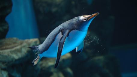 Penguin wallpaper