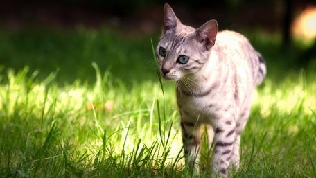 Curious Cat Exploring Nature's Beauty wallpaper