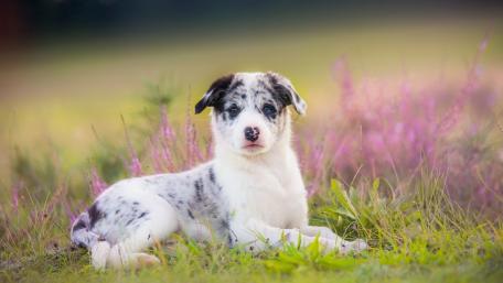 Playful Puppy Among Blossoms wallpaper