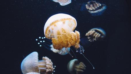 Majestic Jellyfish Swimming in the Depths of the Ocean wallpaper