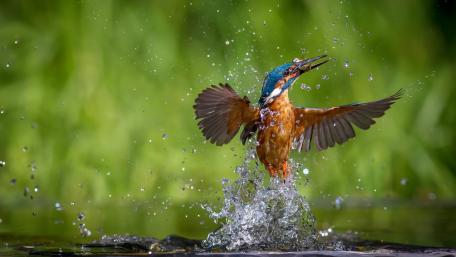 Majestic Kingfisher in Action wallpaper