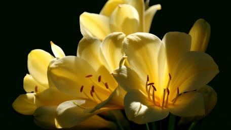 Bright Yellow Lily Blooming Against Dark Background wallpaper