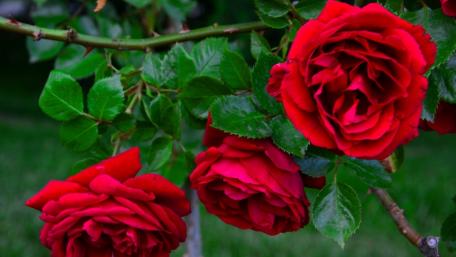 Vibrant Red Roses in Bloom wallpaper