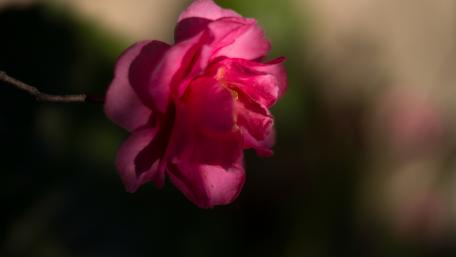 Vibrant Pink Rose Blossom Beauty wallpaper