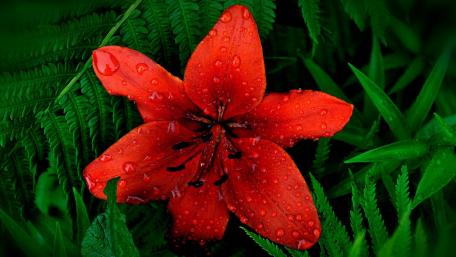 Vibrant Red Lily Amidst Lush Greenery wallpaper
