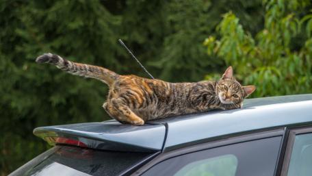Lazy Cat on Car Roof in Nature wallpaper