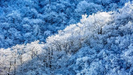 Blue forest wallpaper