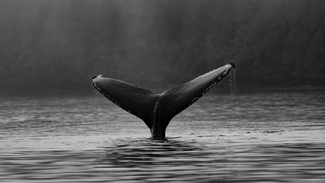 Whale Tail in Misty Waters wallpaper