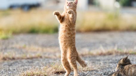 Playful Ginger Cat in Action wallpaper