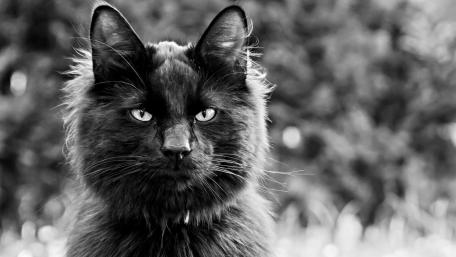Majestic Black Cat in Monochrome Artistry wallpaper