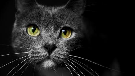Mystical Gaze of a Grey Cat wallpaper