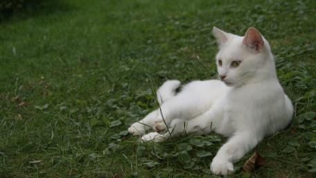 Charming White Cat on Green Grass wallpaper
