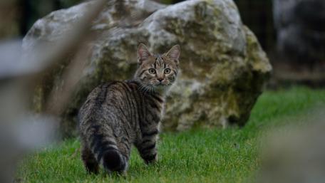 Curious Cat in the Wild Scene wallpaper