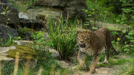 Majestic Leopard on the Hunt wallpaper
