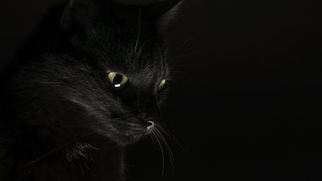 Mysterious Elegance of a Black Cat wallpaper