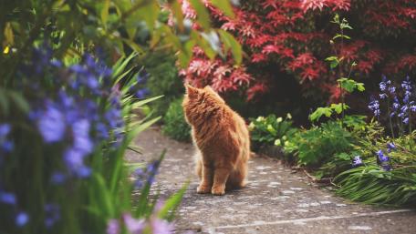 Charming Cat in a Vibrant Garden Scene wallpaper