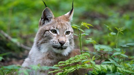 Majestic Lynx in its Natural Habitat wallpaper