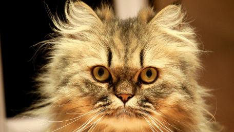 Majestic Persian Cat in Stunning Detail wallpaper