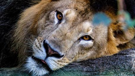 Majestic Lion Close-Up Wallpaper wallpaper