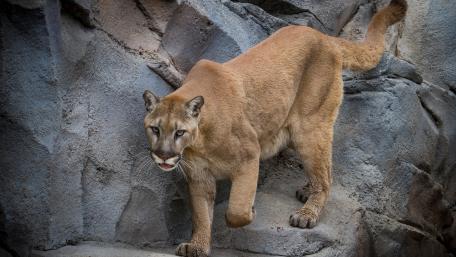 Majestic Puma in its Natural Habitat wallpaper