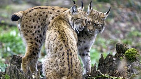 Iberian lynx wallpaper