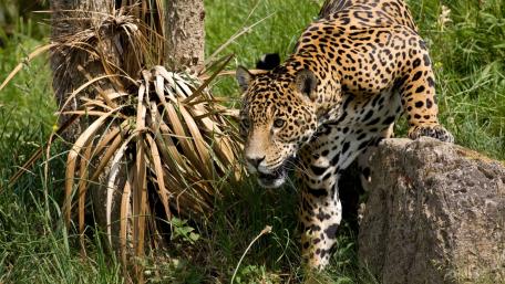 Majestic Jaguar in Motion wallpaper