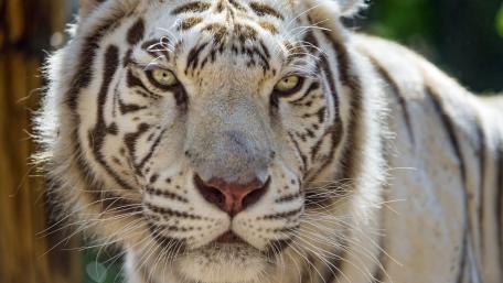Majestic White Tiger in Full Focus wallpaper