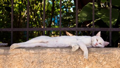 Relaxed White Cat Enjoying the Sunlight in a Garden wallpaper