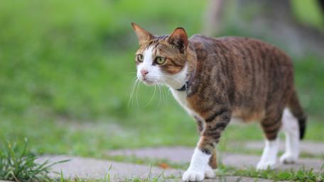 Cute Cat Strolling on Green Grass wallpaper