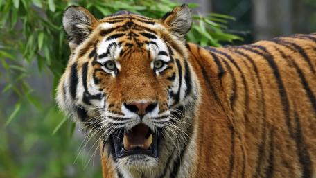 Majestic Tiger Roaming in the Wild wallpaper