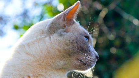 Elegant Cat in Bright Natural Light wallpaper
