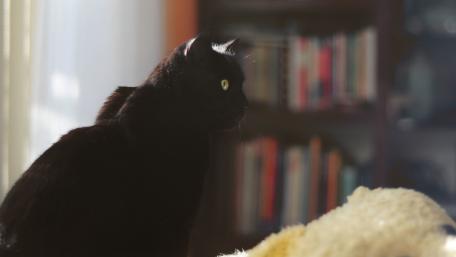 Mysterious Black Cat in Sunlight wallpaper