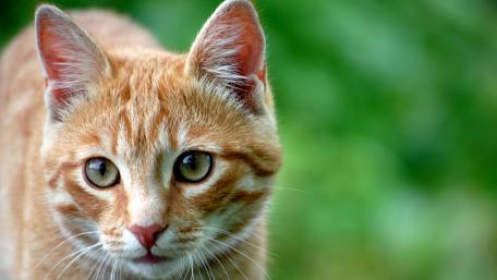 Adorable Ginger Cat in Nature wallpaper