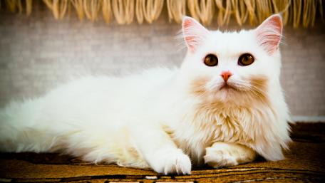 Elegant White Cat Relaxing on the Floor wallpaper