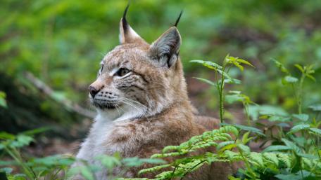 Majestic Lynx in Nature's Embrace wallpaper