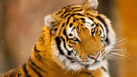 Majestic Tiger in Snowy Habitat wallpaper