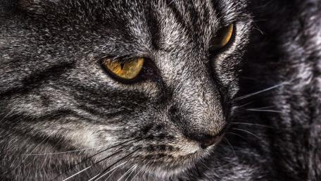 Elegant Close-Up of a Striking Cat Face wallpaper