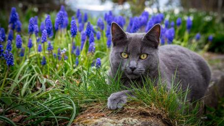Majestic Gray Cat Among Vibrant Flowers wallpaper