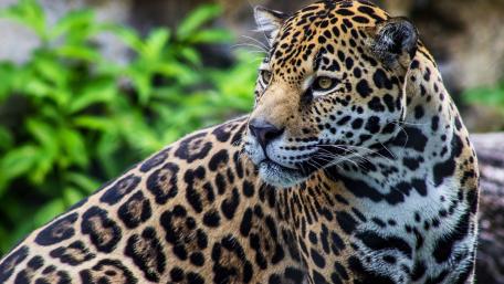 Majestic Jaguar in Nature's Embrace wallpaper