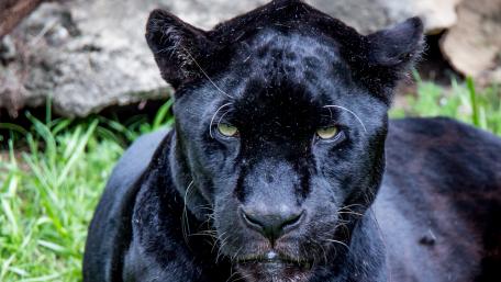 Majestic Panther in Natural Habitat wallpaper